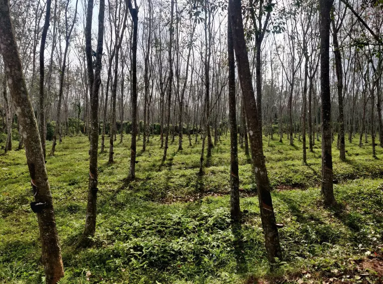 Rubber trees 