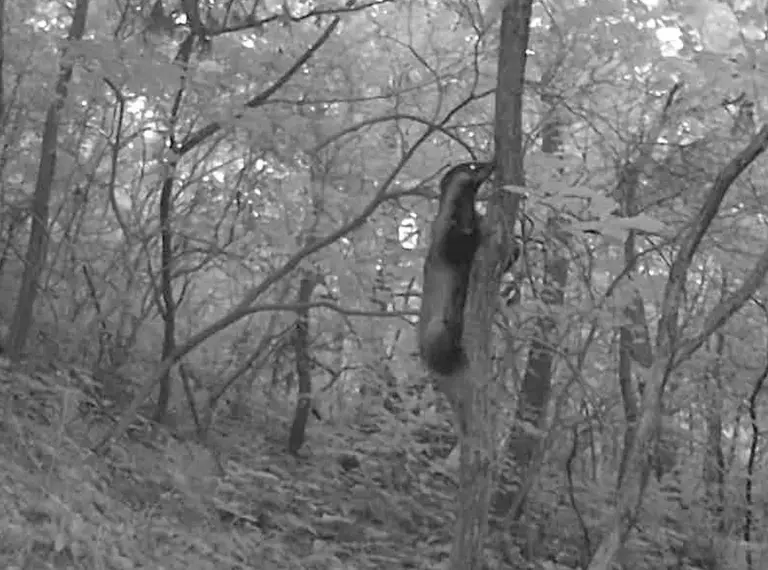 A black and white image of an Asian badger climbing a tree