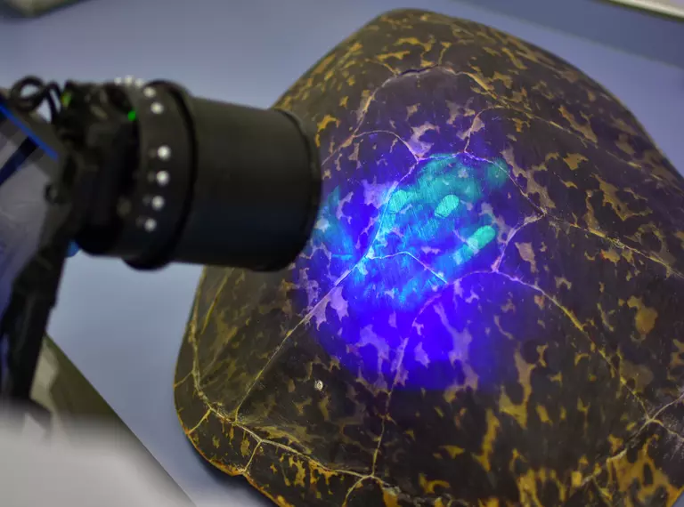 UV finger print camera on turtle shell