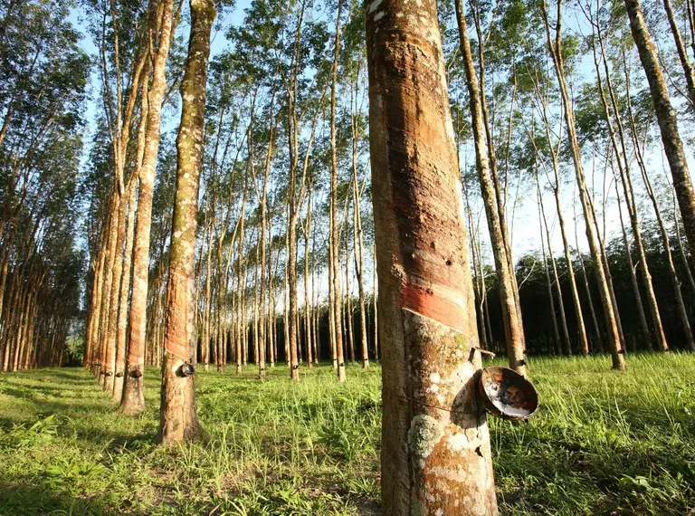 Rubber trees in plantation