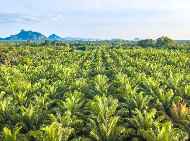 Oil palm plantation aerial view