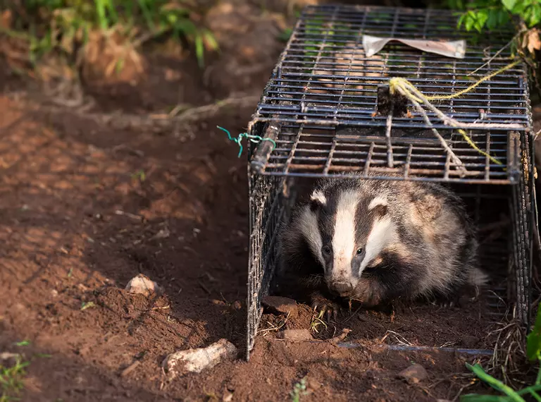 Badger being released after vaccination