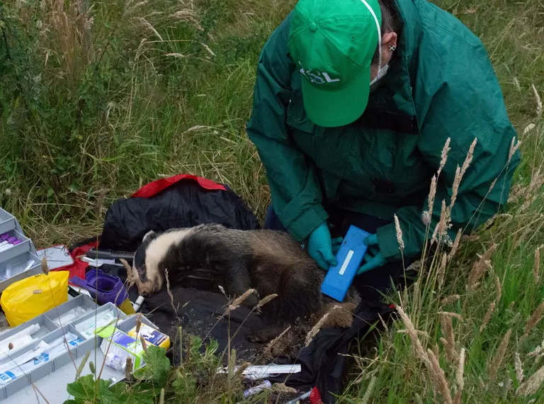 Badger during vaccination 