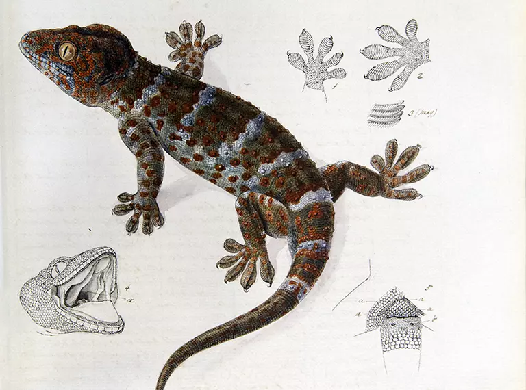 A colour drawing of a red, blue and brown gecko with details of the hands and skull