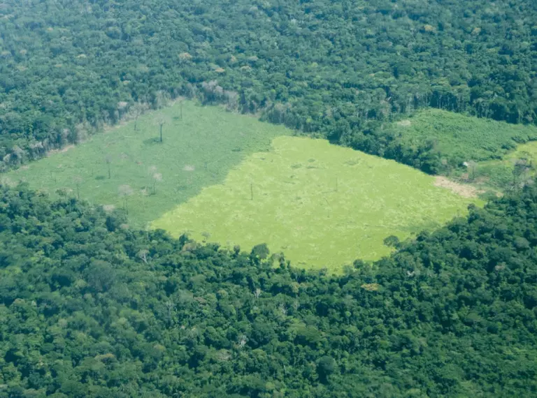 Deforestation in the Amazon