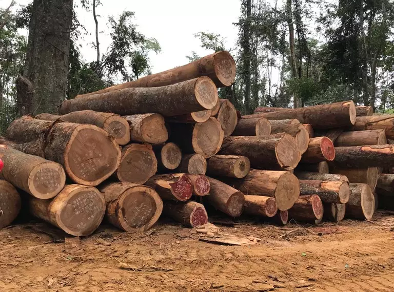 Logging in Cameroon