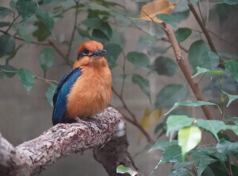 Orange and blue bird on branch