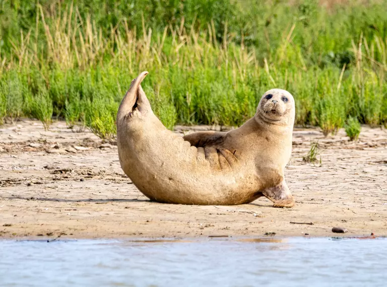 Basking seal spotting during Thames seal survey