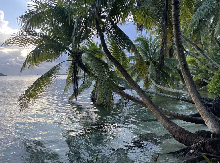 Palm trees in water