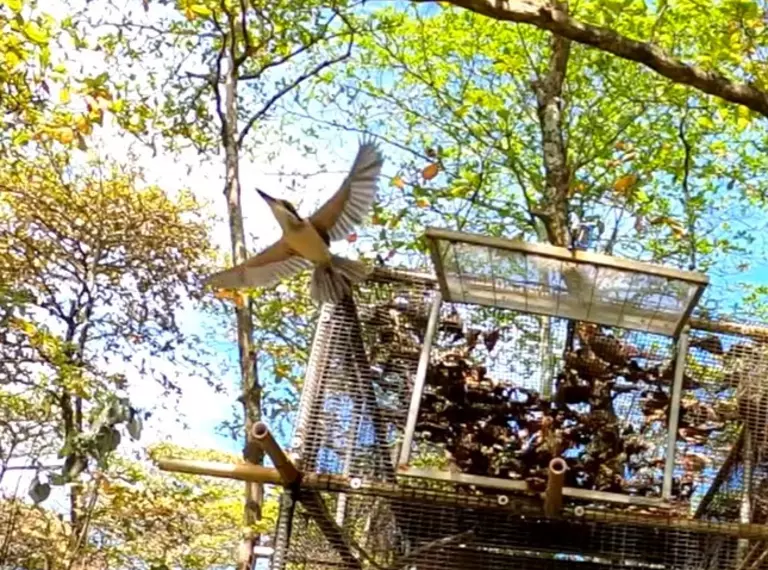 Extinct in the Wild Sihek flying into wild in Palmyra Atoll