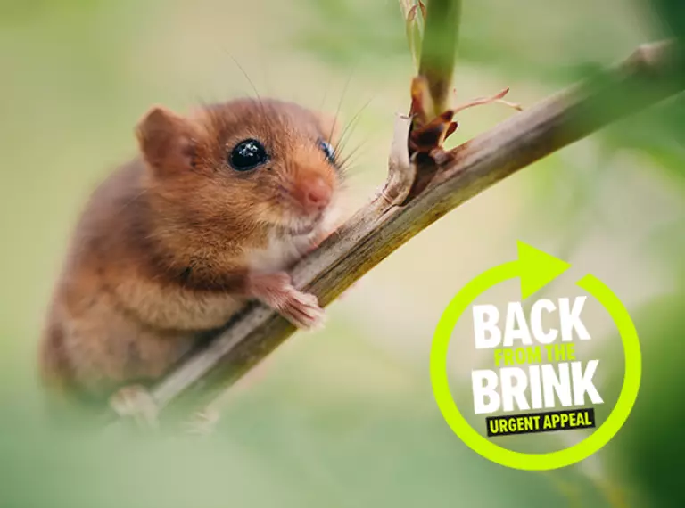 Back from the Brink dormouse