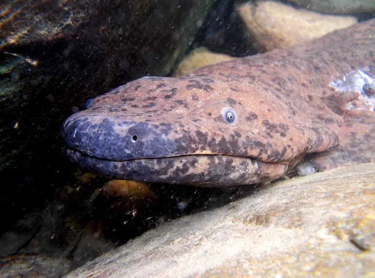 Wild Chinese Giant Salamander