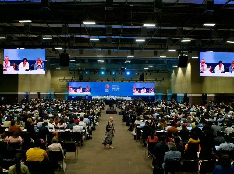 Room full of people representing countries from around the world at the Convention on Biological Diversity's 19th Conference of the Parties in Cali, Colombia 2024.