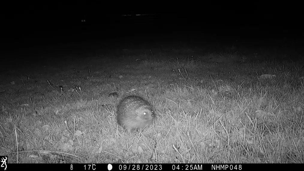 Camera trap image of a hedgehog 