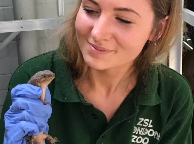 Keeper handling skink