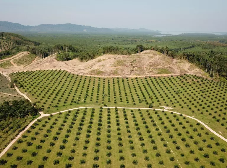 Landscape of a palm oil plantation