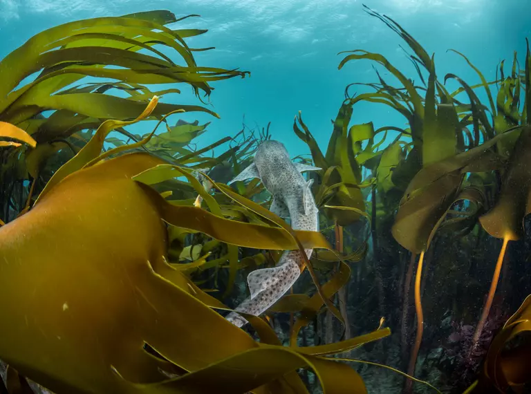 Catshark and kelp