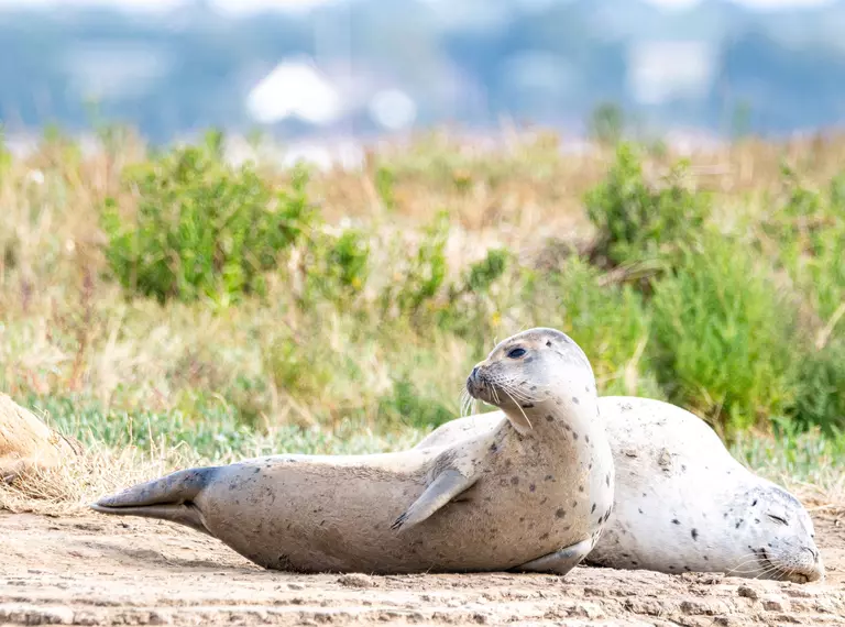 Two seals resting on the banks of the Thames Estuary