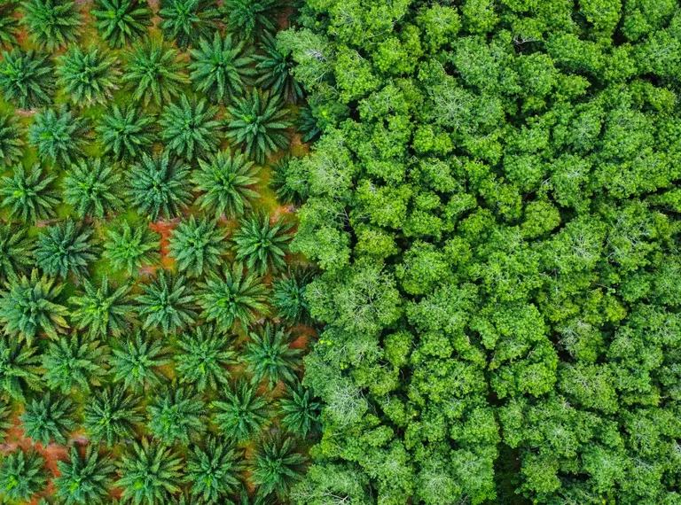 Palm oil plantation next to jungle