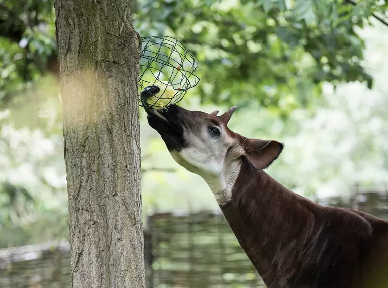 Okapi and enrichment feeding