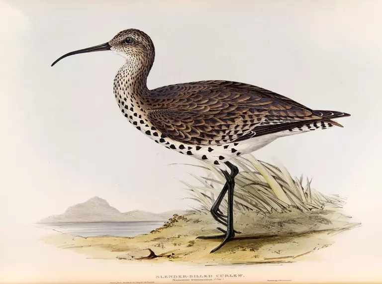 Plate 304, Birds of Europe, Vol. 4.