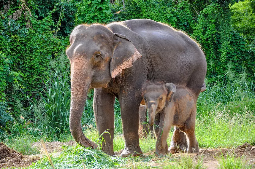 Asian Elephant in Thailand