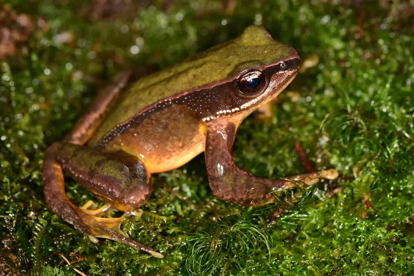 Potentially Endangered Green and brown frog sits on moss