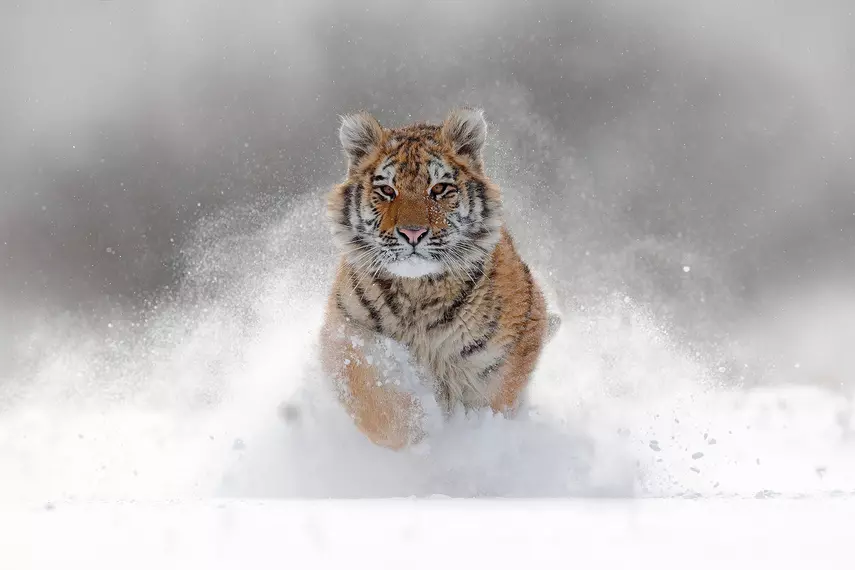 Amur tiger running through the snow
