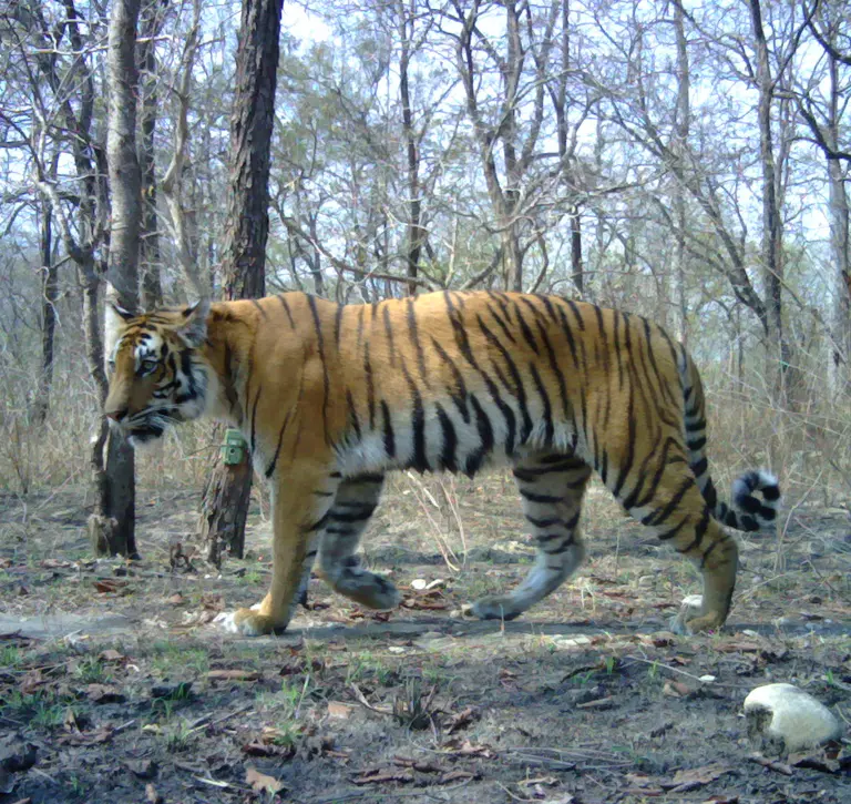 A Bengal tiger caught on a camera trap