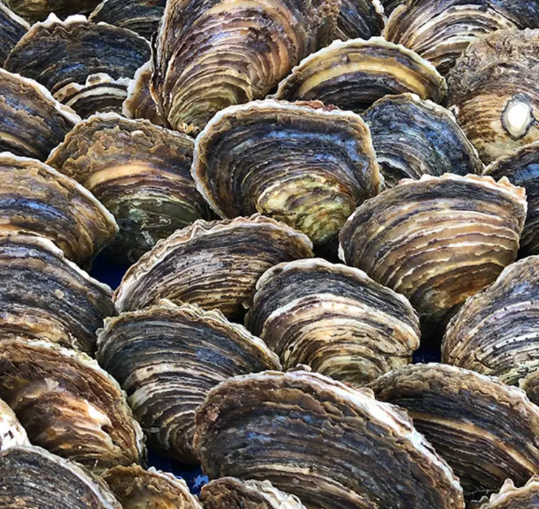 Oysters covering a surface like a mosaic 