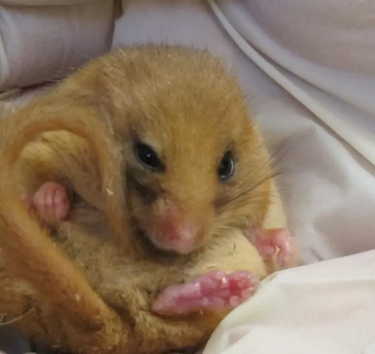 Dormouse curled up in the hands on a ZSL vet