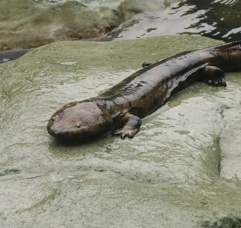 Chinese giant salamander sitting on a rock beside a stream