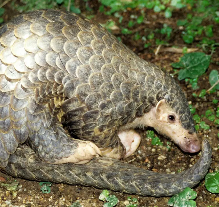 Chinese pangolin sitting amongst undergrowth 