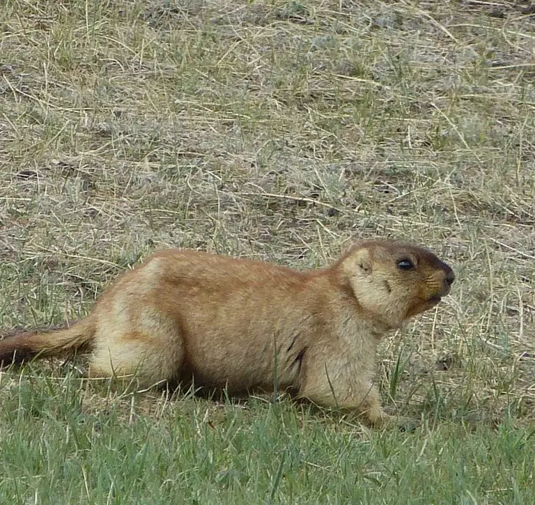 Mongolian marmot on grass