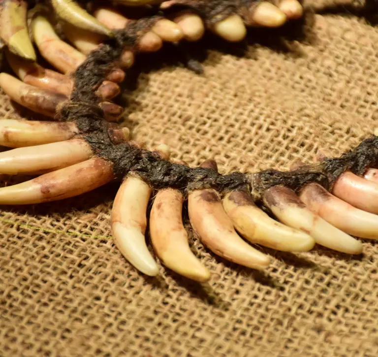 necklace made from teeth