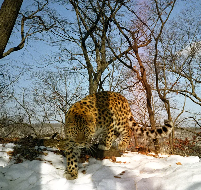 An Amur leopard walks down a snow-covered incline towards the camera