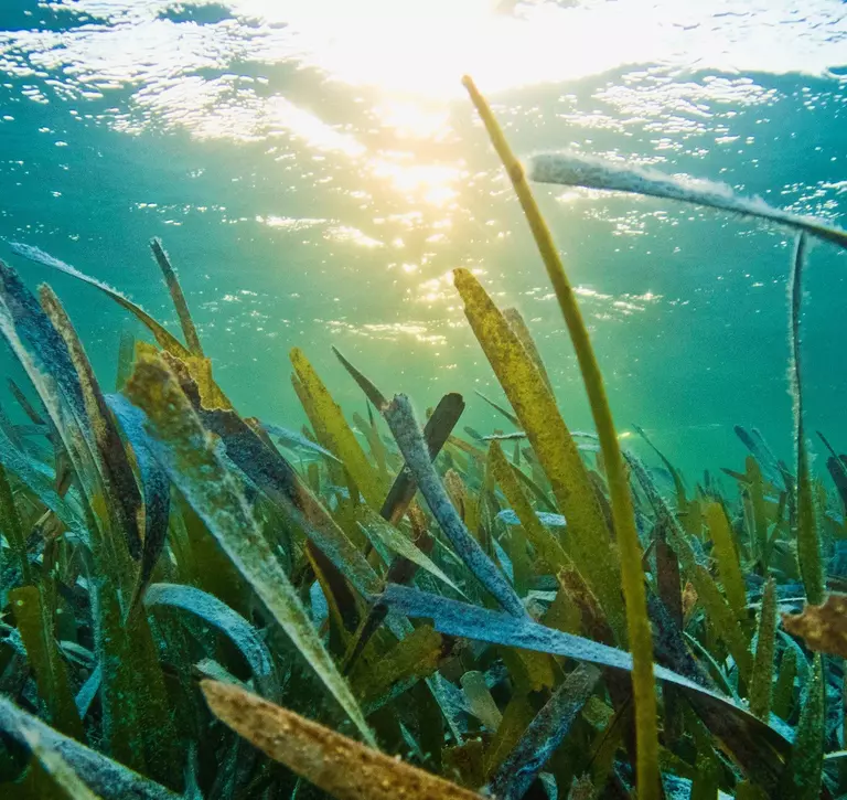 A seagrass meadow