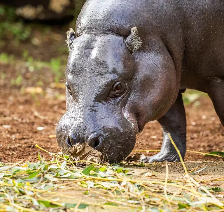 Pygmy hippo at London Zoo