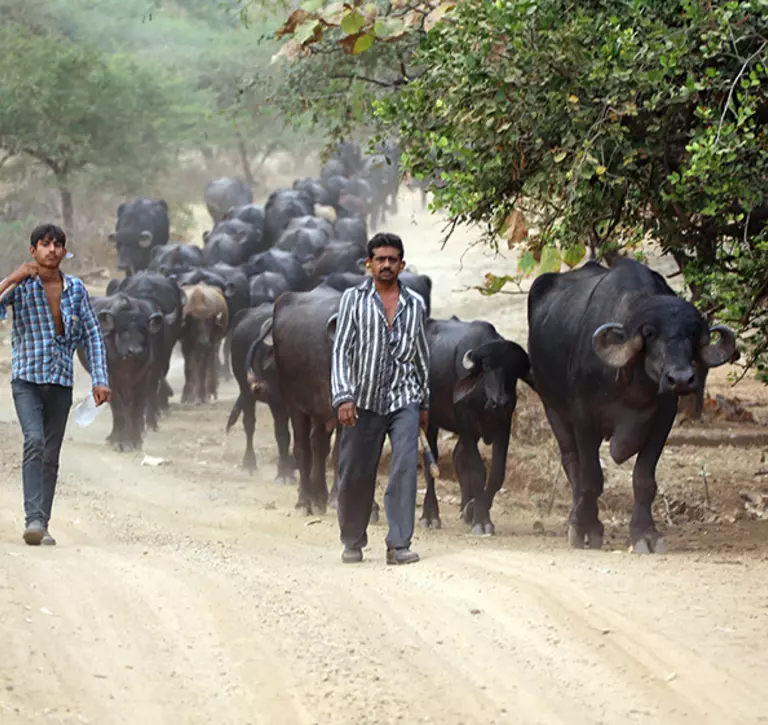 Locals and their buffalo herd within the Gir Forest National Park and Sanctuary. Leading their herd back to their village for the night  for safety