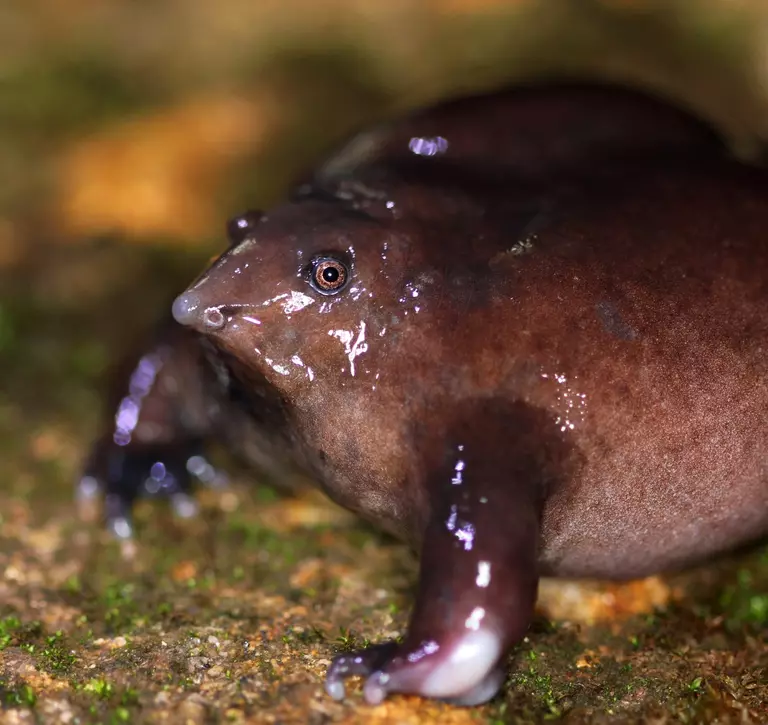 A close up image of a purple frog