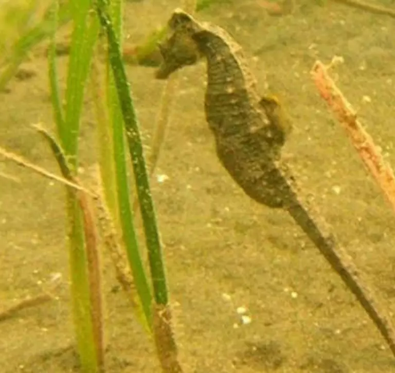 short snouted seahorse