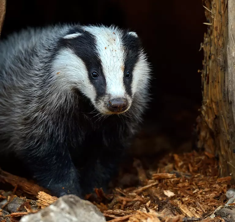 Badger peeking out of opening in tree