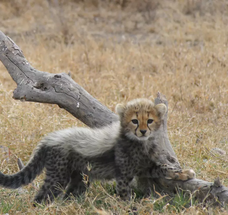 A cheetah cub looking at the camera