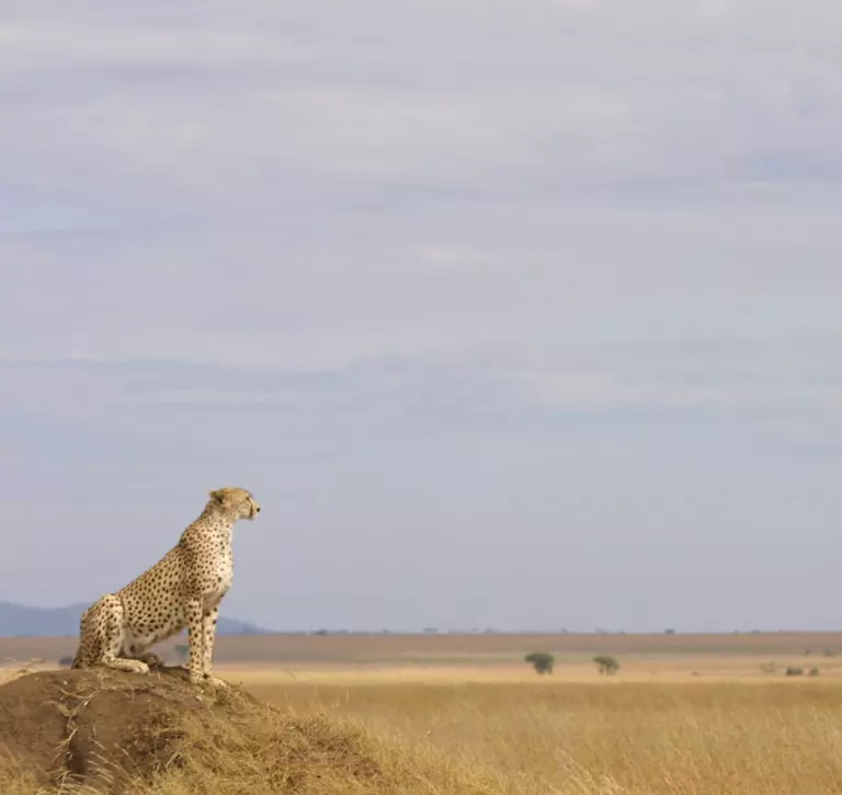 An adult cheetah stnding on a rock