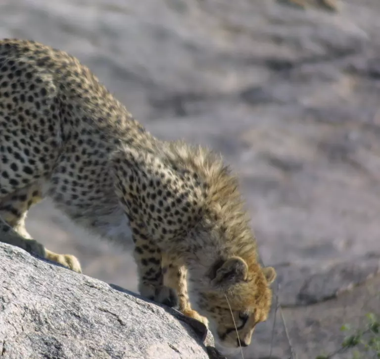 A cheetah cub climbing down a rock in the Serangeti in Tanzania taken during our cheetah conservation work