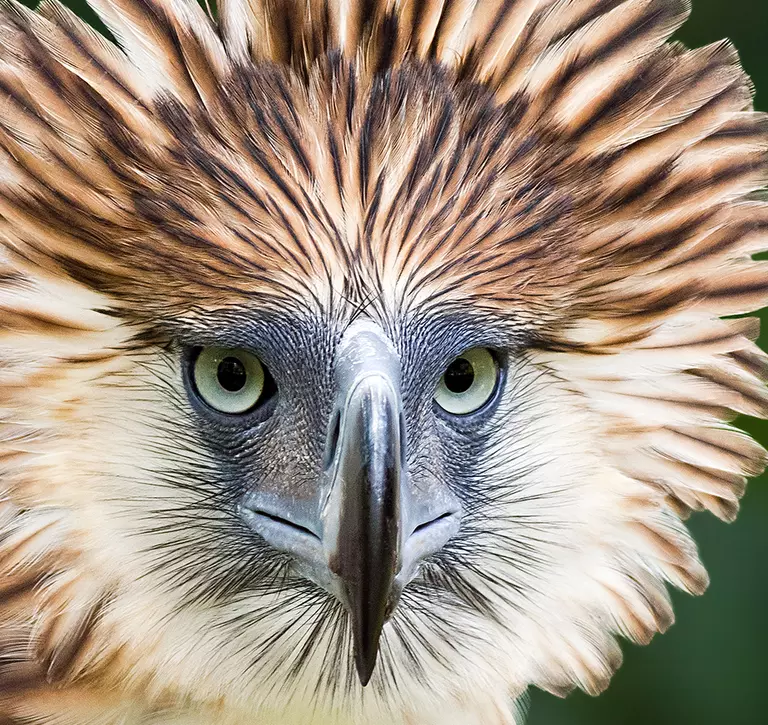 philippine_eagle_closeup