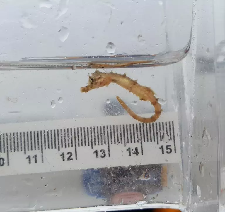 Seahorse in the Thames