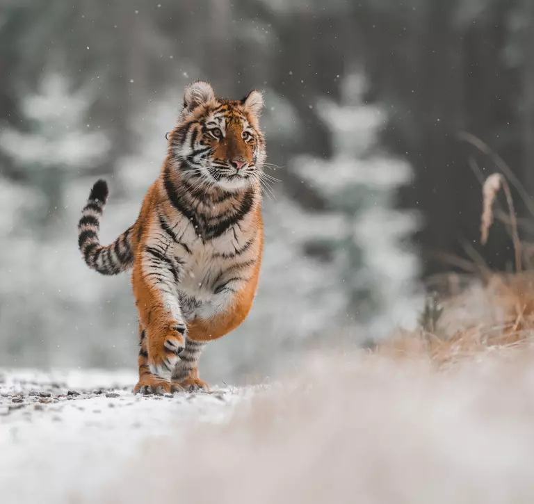 An Amur tiger runs across a snowy landscape