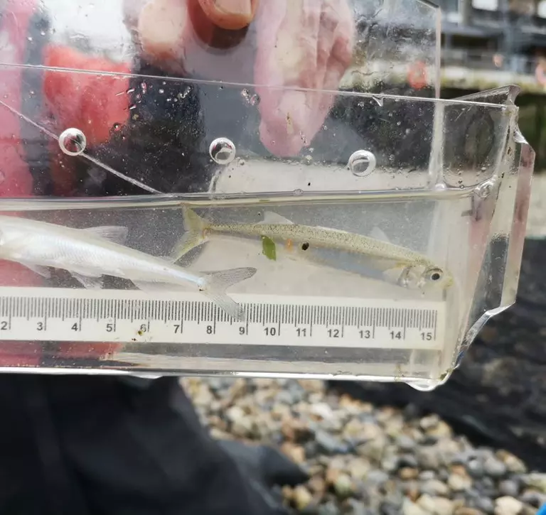 Smelt fish species in the Thames