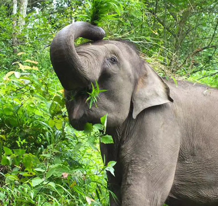 Asian elephant browsing 